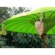 Parasol balinais toile coton vert - Bibop et Lula